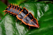 Platerodrilus, Matthieu Berroneau, Malaysia, Malaisie, Borneo