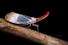 Pyrops sultanus, Matthieu Berroneau, Borneo, Malaysia, Malaisie