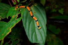 Bipalium, Malaisie, Malaysia, Matthieu Berroneau