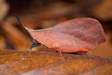 Systella rafflesii, Matthieu Berroneau, Borneo, Malaysia, Malaisie