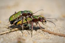 Cicindela campestris, Cicindèle champêtre, Groene Zandloopkever, Feld-Sandlaufkäfer, Besouro-tigre-verde, Cicindela Campestre, Matthieu Berroneau, reproduction, amplexus