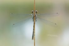 Chalcolestes viridis, Leste vert, Gemeine Weidenjungfer, Verdina maggiore, Lestes comum, Caballito del Diablo Verde Esmeralda, Western Willow Spreadwing