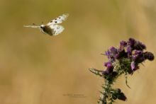 Parnassius apollo, Apollon, apollo, Matthieu Berroneau, fly, flight, vol, papillon, Roter Apollo, Apolo