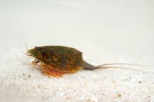 Lepidurus apus, Matthieu Berroneau, Frühjahrs-Rückenschaler, Frühjahrs-Schildkrebs, Golden Tadpole Shrimp, Schuppenschwanz, France, Matthieu Berroneau