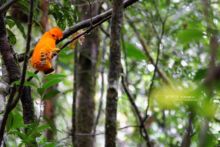 Rupicola rupicola, Matthieu Guyane, French Guiana, Guianan Cock-of-the-rock, oranssiharjakotinga, Coq-de-roche orange, Gallito de roca Guyanés