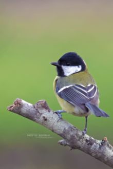 Parus major, mésange charbonnière, oiseau, Matthieu Berroneau