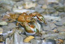 Ecrevisse du Pacifique, Ecrevisse Signal, Pacifastacus leniusculus, Signal Crayfish, Ecrevisse du Pacifique, Écrevisse signal, Lagostim-Sinal, Langostino de río, espèce exotique, exotic species