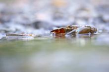 Ecrevisse du Pacifique, Ecrevisse Signal, Pacifastacus leniusculus, Signal Crayfish, Ecrevisse du Pacifique, Écrevisse signal, Lagostim-Sinal, Langostino de río, espèce exotique, exotic species