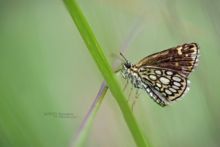 Miroir, Heteropterus morpheus, Large Chequered Skipper, heinähiipijä, Spiegeldikkopje, Spejlbredpande, Spiegelfleck-Dickkopffalter, Espejitos