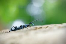 Rosalie des Alpes, Rosalia alpina, Rosalia longicorn, Alpine longhorn Rosalia, Matthieu Berroneau