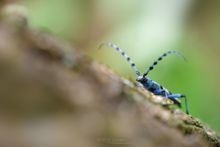 Rosalie des Alpes, Rosalia alpina, Rosalia longicorn, Alpine longhorn Rosalia, Matthieu Berroneau