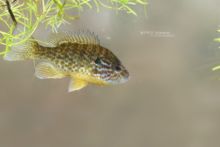 Lepomis gibbosus, Perche-soleil, Gemeiner Sonnenbarsch, Pumpkinseed Sunfish, Achigan à petite bouche, Perca-sol, Persico sole, Matthieu Berroneau, France, exotic species, espèce exotique