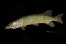 Esox aquitanicus, Brochet aquitain, Esox lucius, Brochet, Matthieu Berroneau, Northern Pike, Pike, Hecht, Luccio nordico, Lucio, Lucio, Lydeka gjedde, Pickerel, Jackfish, Snoek, Gedde