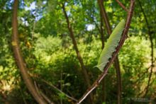 Chenille, Sphinx du Tilleul, Mimas tiliae, Lime Hawk-moth, Lindenschwärmer, Esfinge del Tilo