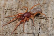 Dysdera erythrina, Dysdera crocata, spider, araignée, Matthieu Berroneau