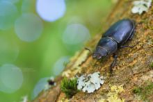 Lucane cerf-volant, Lucanus cervus, Stag Beetle, groot vliegend hert, Hirschkäfer, Cervo Volante, Ciervo Volante, Matthieu Berroneau