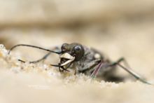 Cicindela campestris, Cicindèle champêtre, Groene Zandloopkever, Feld-Sandlaufkäfer, Besouro-tigre-verde, Cicindela Campestre, Matthieu Berroneau