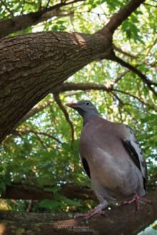 Pigeon ramier, Columba palumbus, Common Wood Pigeon