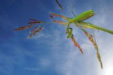 Mante religieuse, European Mantid, Mantis religiosa, en vol, vol, Matthieu Berroneau, sky, ciel, in flight