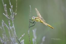 Sympetrum fonscolombii, Sympétrum à nervures rouges, Sympétrum de Fonscolombe, Frühe Heidelibelle, Cardinale venerosse, Dardo de venas rojas, Libélula de nervuras vermelhas, Matthieu Berroneau, libellule, odonate, Red-veined Darter, nomad