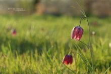 Fritillaire pintade, Fritillary, Fritillaria meleagris