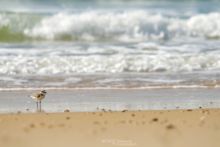 Gravelot à collier interrompu, Charadrius alexandrinus, Kentish Plover, Matthieu Berroneau