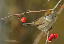 Sylvia atricapilla, fauvette à tête noire, Matthieu Berroneau, oiseau, Mönchsgrasmücke, Toutinegra-de-barrete, Curruca capirotada