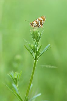 Mélitée du plantain, Melitaea cinxia, Gemeiner Scheckenfalter, Cinzia, Doncella Punteada, Glanville Fritillary