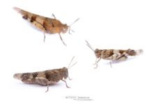 Oedipoda caerulescens, Œdipode bleue, Blue-winged Grasshopper, Matthieu Berroneau, white background, fond blanc