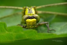 Gomphus, Matthieu berroneau, odonate, libellule