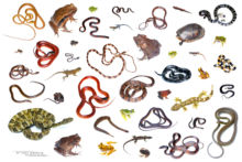 Amphibians, Reptiles, Anfibios, Amphibiens, Ecuador, fond blanc, white background, Matthieu Berroneau