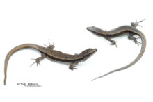 Pyrenean rock lizard, Iberolacerta bonnali, Lézard de Bonnal, Pyrénées, Matthieu Berroneau, fond blanc, white background, mâle, femelle, female, male