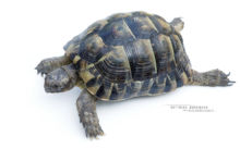 Testudo graeca, Tortue grecque, fond blanc, white background