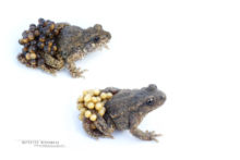 Alytes obstetricans, Alyte accoucheur, Crapaud accoucheur, Common Midwife Toad, Matthieu Berroneau, Sapo partero común, fond blanc, white background