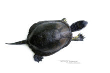 Cistude d'Europe, Emys orbicularis, Matthieu Berroneau, European Pond Terrapin, white background, fond blanc