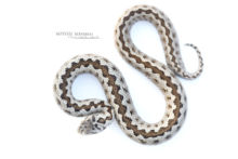 Vipera ursinii, Vipère d'Orsini, Orsini viper, France, Matthieu Berroneau, fond blanc, white background