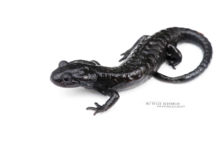 Salamandre noire, Salamandra atra, Alpine salamander, Suisse, Switzerland, Matthieu Berroneau, fond blanc, white background