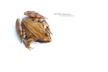 Rana temporaria, Grenouille rousse, Common Frog, Matthieu Berroneau, France, fond blanc, white background