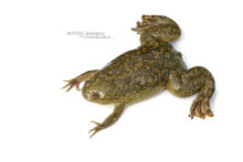 Xenopus laevis, South-African clawed frog, Xénope lisse, France, Matthieu Berroneau, fond blanc, white background, Invasive species, espèce exotique