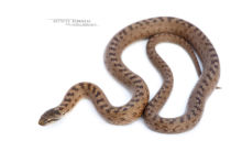 Coronelle lisse, Smooth snake, Coronella austriaca, Matthieu Berroneau, France, fond blanc, white background