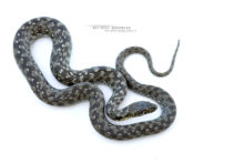 Natrix maura, Viperine snake, couleuvre vipérine, Matthieu Berroneau, white background, fond blanc