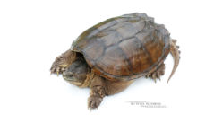 Chelydra serpentina, Tortue serpentine, Common snapping turtle, Chélydre serpentine, Matthieu Berroneau, fond blanc, white background