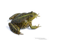 Pelophylax ridibundus, Grenouille rieuse, Marsh frog, France, Matthieu Berroneau, fond blanc, white background