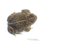 Epidalea calamita, Natterjack toad, toad, Crapaud calamite, Matthieu Berroneau, France, fond blanc, white background