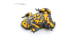 Bombina variegata, sonneur à ventre jaune, Yellow-bellied Toad, France, Matthieu Berroneau, fond blanc, white background