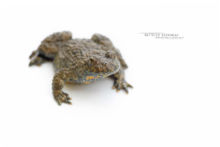 Bombina variegata, sonneur à ventre jaune, Yellow-bellied Toad, France, Matthieu Berroneau, fond blanc, white background