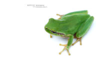 Hyla meridionalis, Rainette méridionale, Mediterranean tree frog, Stripeless Tree Frog, Ranita, Matthieu Berroneau, France, white background, fond blanc