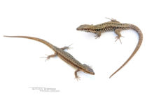 Podarcis muralis, Lézard des murailles, Common wall lizard, Matthieu Berroneau, couple, mâle, femelle, male, fond blanc, white background