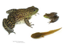 Lithobates catesbeianus, Grenouille taureau, Bullfrog, Ouaouaron, Matthieu Berroneau, France, fond blanc, white background, stage, stade, têtard, tadpole, Invasive species, espèce exotique