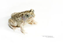 Pelobates cultripes, Western Spadefoot Toad, Pélobate cultripède, France, Matthieu Berroneau, white background, fond blanc